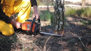 Reliable Belle Haven, VA  Tree Services Solutions