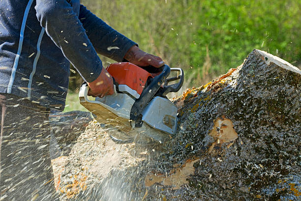 How Our Tree Care Process Works  in  Belle Haven, VA